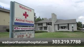 preview picture of video 'Wadsworth Animal Hospital - Short | Lakewood CO'