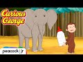 Befriending A Baby Elephant CURIOUS GEORGE