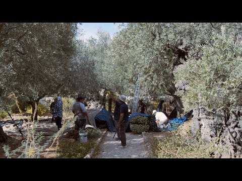 The beginning of autumn and the olive harvest in the Garden of Gethsemane