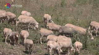 ΚΩΣΤΑΣ ΑΓΟΡΑΣΤΟΣ ΓΙΑ ΕΥΛΟΓΙΑ:ΜΕΓΑΛΟ ΠΛΗΓΜΑ ΓΙΑ ΤΗ ΘΕΣΣΑΛΙΑ 28 08 2025