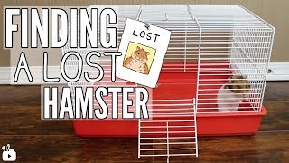 How to find a LOST hamster!