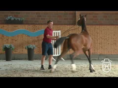 RD05 Holsteiner Stute von Casall - Contender - Latino