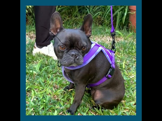 Vídeo relacionado con Roses&Poetry Collar Reflectante para Perro y Correa con Degradado Violeta, Ajustable y Duradera para Perros pequeños (Violeta-S)
