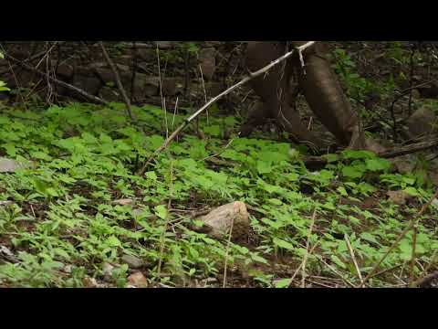 wrestling between lizards