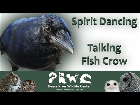 Fish Crow Dancing and Talking to her Favorite #Volunteer #FishCrow