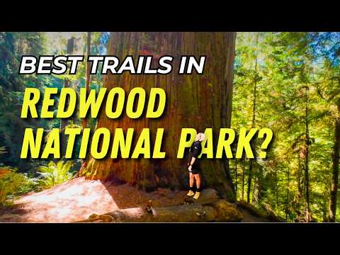 Running Through the Land of Giants (Redwood National Park)