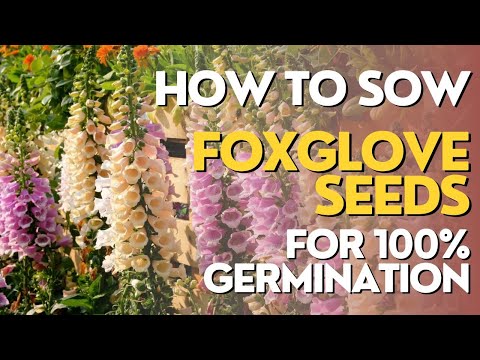 How To Grow Foxglove (Digitalis) From Seed To Flower. DIY Step-By-Step Guide & Top Tips