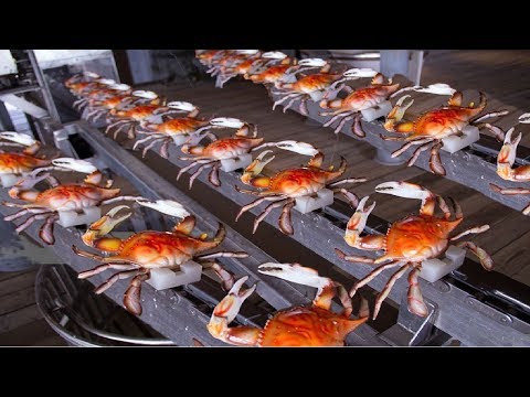 How to Harvesting Crab - Amazing Crab Factory - Crab Meat Processing Line