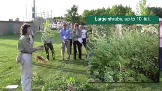 Burning Bush - Winged Euonymus- Riverfront Park Invasive Plant Walking Tour, June 5, 2013