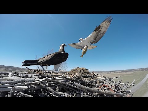 Fish eagle brings home a big fish, ferocious aerial battle follows