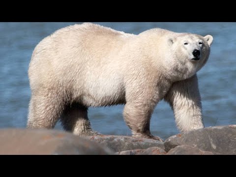 image-What size is a female polar bear?