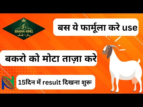 Bakra King Bolus