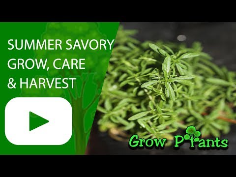 download lagu mp3 mp4 Summer Savory Alternative, download lagu Summer Savory Alternative gratis, unduh video klip Summer Savory Alternative