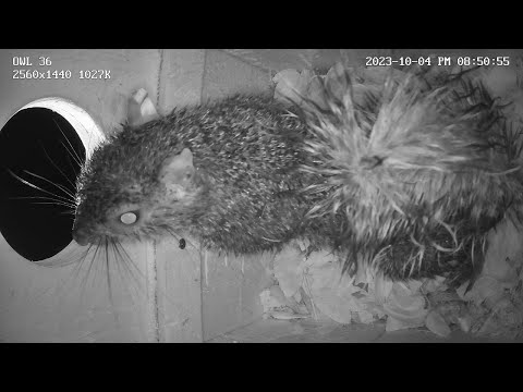 Soaking Wet Squirrel Seeks Shelter, Snores All Night Long