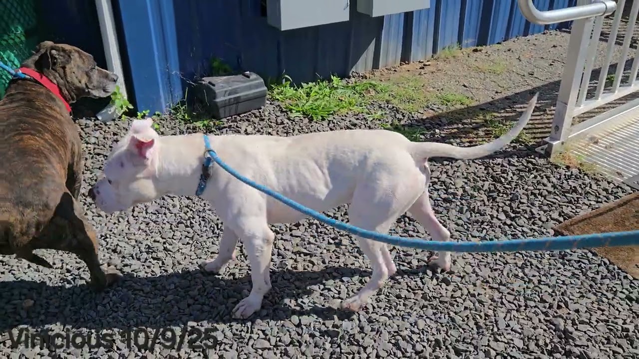 Enlarge Vinicious, a Adoptable Pit Bull Terrier in Trenton, NJ video 3/3