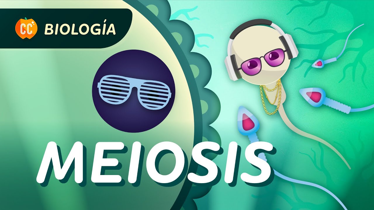 Meiosis: ¿Cómo se hacen las células sexuales?: Crash Course Biología #30