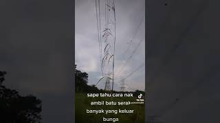 Download lagu bunga serai mp3