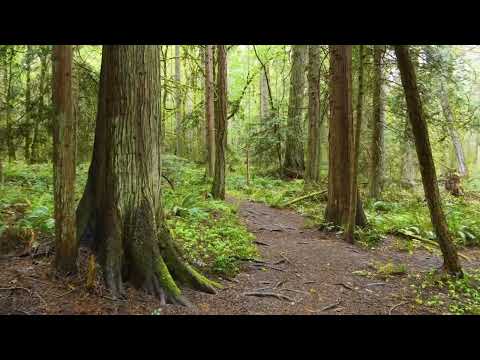 4K Spring Walk through Vancouver Island, Canada - Virtual Forest Walk