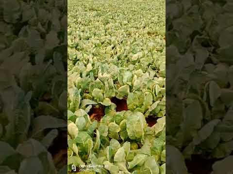 Flowers & green Vegitable farm