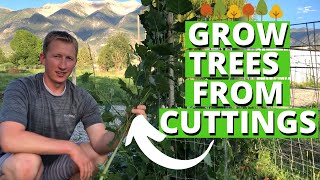 How To Grow Trees From Cuttings