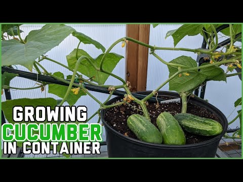 Growing Cucumbers in a Container |tips for beginners | 5 Gallon container|