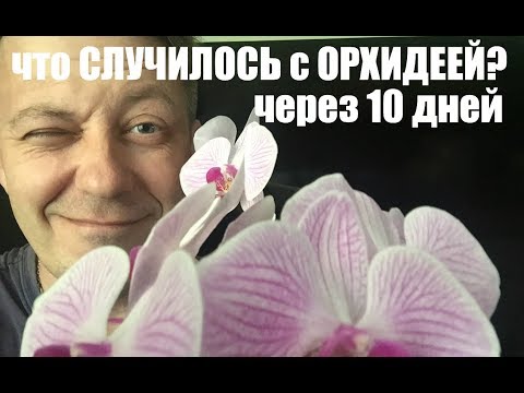 пересаженная ЦВЕТУЩЕЙ ОРХИДЕЯ, 10 дней спустя Video