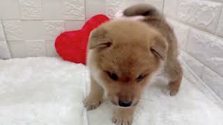 柴犬の動画01