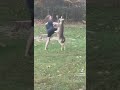 Man Vs Deer Fight Not My Deer