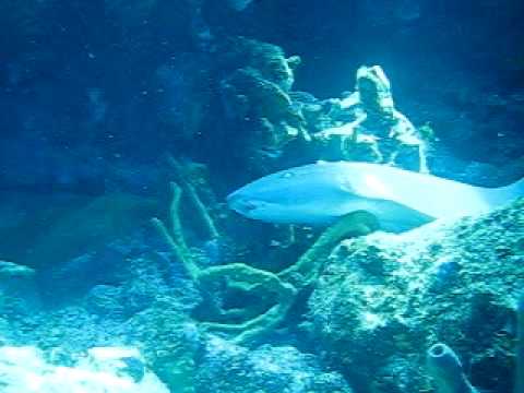 Moray Eel vs Shark face-off