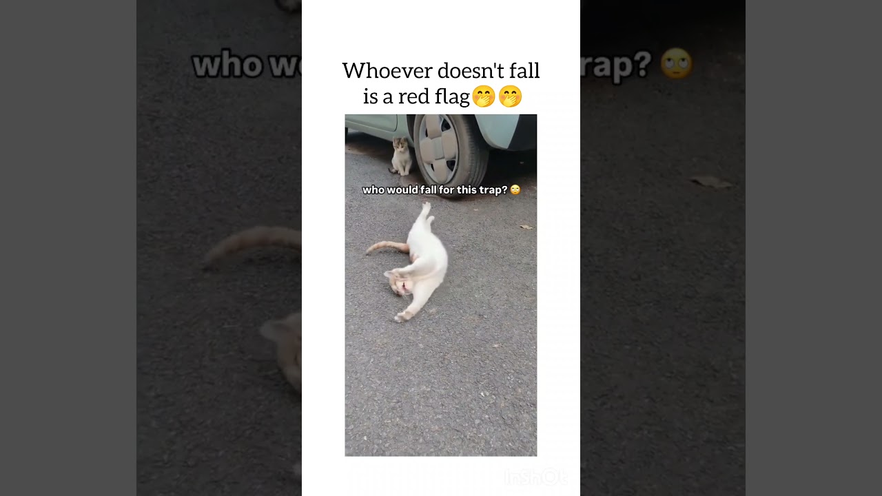 Please DM for credit/removal via goofykittycats #orangecat #kittycat #catvideos