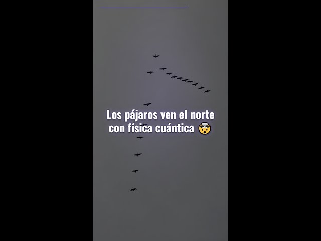 Vídeo relacionado con LOS PÁJAROS SE ORIENTAN CON LA FÍSICA CUÁNTICA Y EL DÍA QUE HAWKING PÈRDIÓ SU APUESTA: Más mecánica cuántica para todas las edades (CIENCIA)
