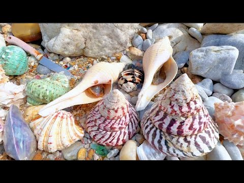 100-year-old Pagoda Sea Pearl Snail, The Hunt for Big Pearls on Pebble Beach