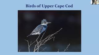 Birds of Upper Cape Cod