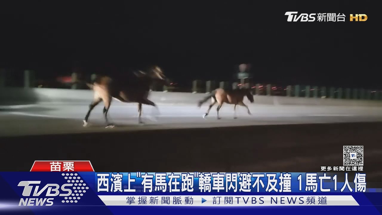 同一飼主馬匹3度闖西濱!這次遭小客車撞 1馬亡駕駛輕傷