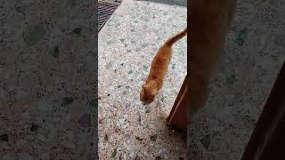 she was waiting for me 🐈 😻