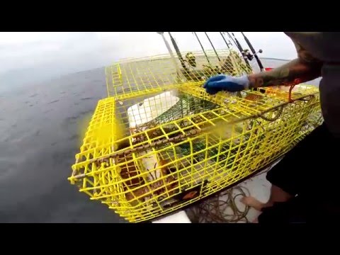 download lagu mp3 mp4 Cheap Live Lobster Massachusetts, download lagu Cheap Live Lobster Massachusetts gratis, unduh video klip Cheap Live Lobster Massachusetts