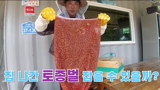 집 나간 토종벌 잡을 수 있을까?