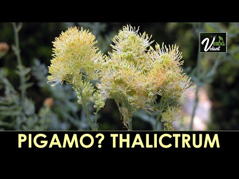 VERBA VOLANT - Thalictrum flavum