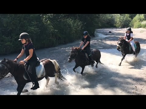 Zickenterror am Ponyhof