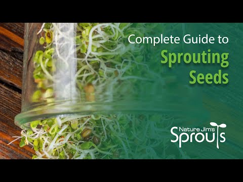 How to Sprout Seeds - A Complete Guide to Sprouting | Nature Jim's