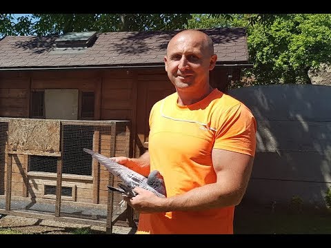 Piotr Bugała - PZHGP 0153 Ruda Śląska II / Śląski Mistrz !