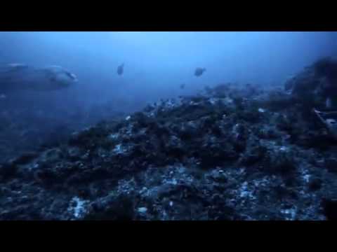 Spearfishing - 16kg Samsonfish (Seriola hippos)