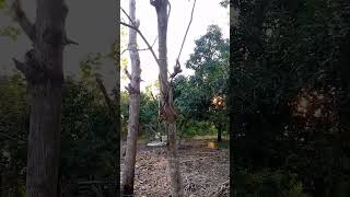 Download lagu PIKAT PELATUK SAMPIT POIN BURUNG PELATUK SAMPIT MUDA HUTAN mp3