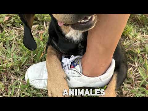 Niños de primaria hablan sobre animales