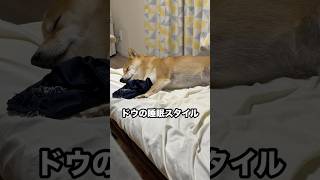 しみ犬の睡眠スタイル。　　　　　　　　　#しみ犬 #柴犬 #柴犬との暮らし #犬 #dog #shorts