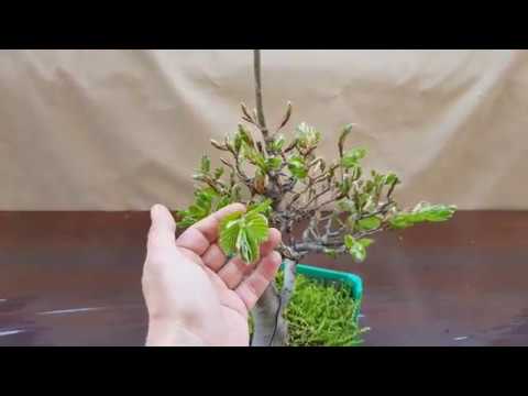 Prebonsai fagus sylvatica 25/04/2018