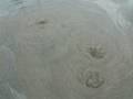 Sand Scapes