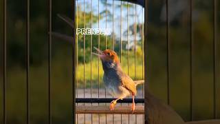 Download lagu PRENJAK JANTAN GACOR LAGU 3 VARIASI mp3