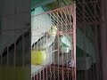 Melatih Falk Parkit Australi Cockatiel Berbagai Siulan Kalau Kau Suka Hati Menyapa Memanggil Nama