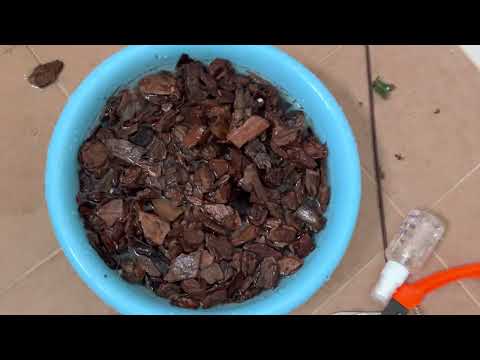 Switching orchid media to tree/pine bark only